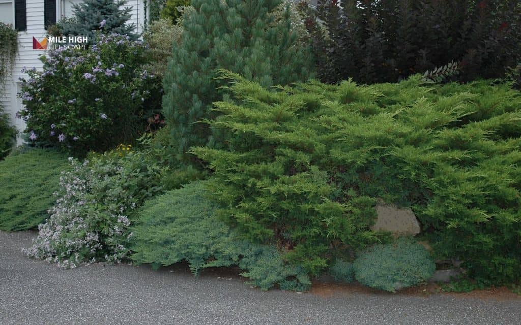Juniper landscape uses: Use juniper in rock gardens