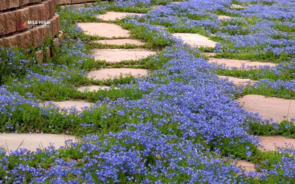Lavender landscape ideas: Use lavender for ground cover