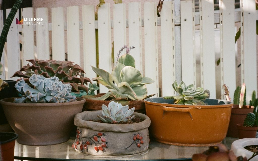 Desert front yard landscape: Use succulents and cacti for easy style