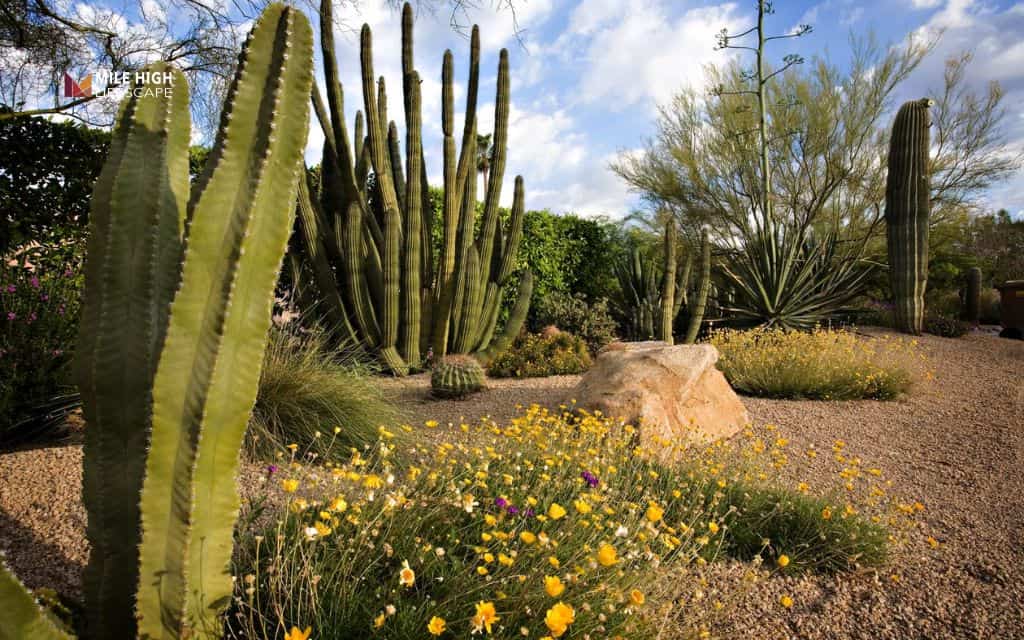cactus landscape: Use tall cacti as focal points