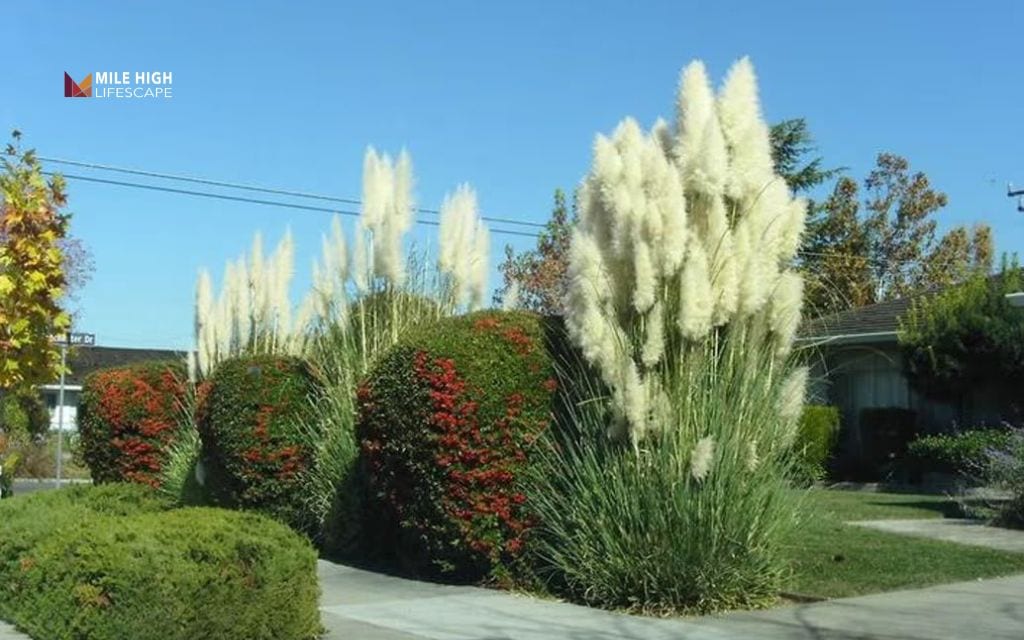 Cheap front yard landscape ideas: Use tall ornamental grasses