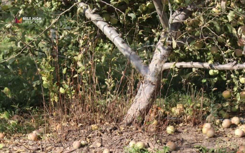 What are tree suckers?