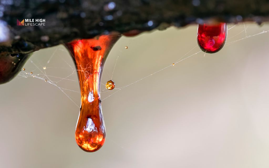 What is tree sap?