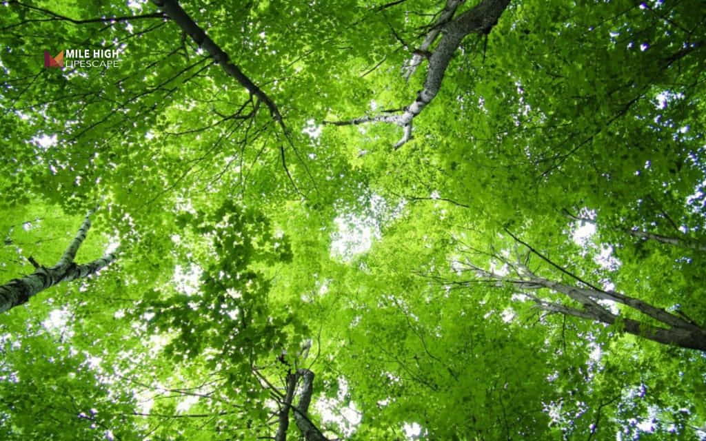 How to tell if a tree is dying: A thin canopy next to healthy trees
