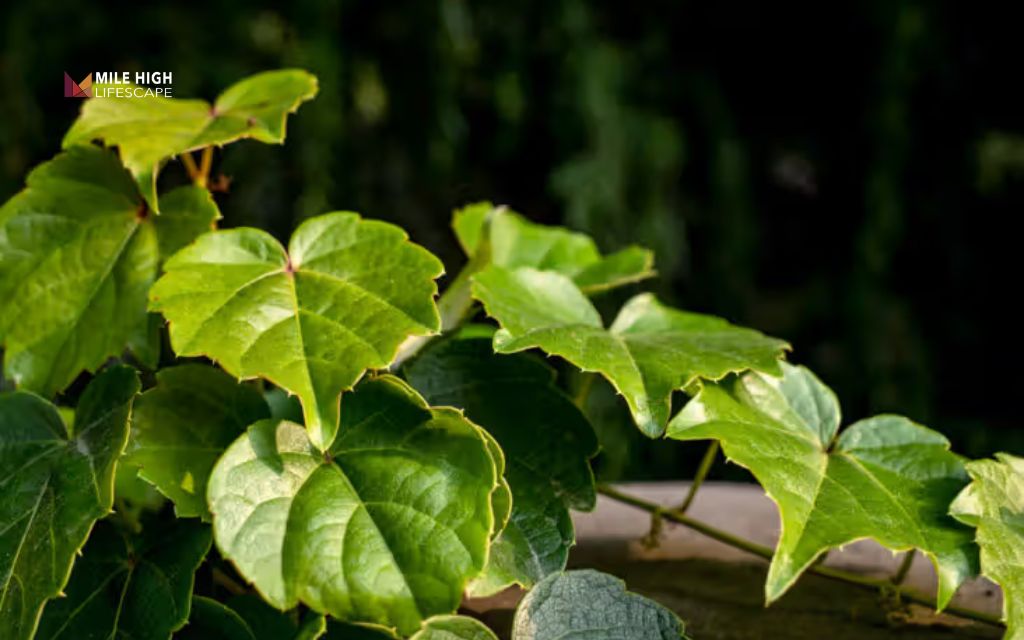 How to remove ivy from ground: After removing ivy: How to keep it from ever coming back