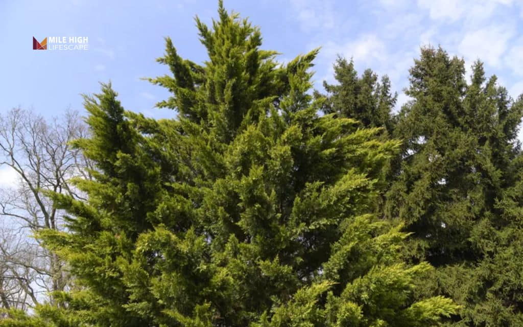 Aftercare: Helping your cypress recover