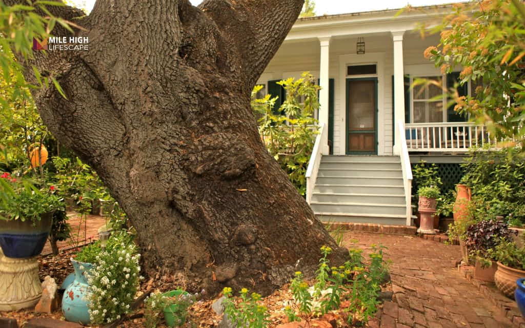 Deadwood tree: Age and natural decline
