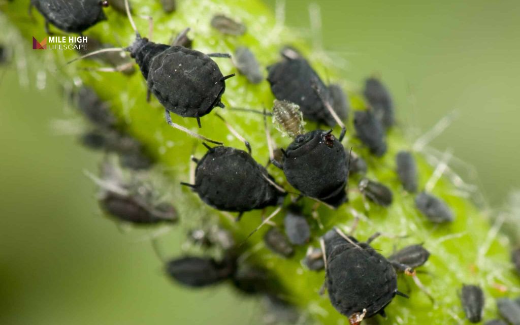Bugs on tree: Are tree bugs dangerous