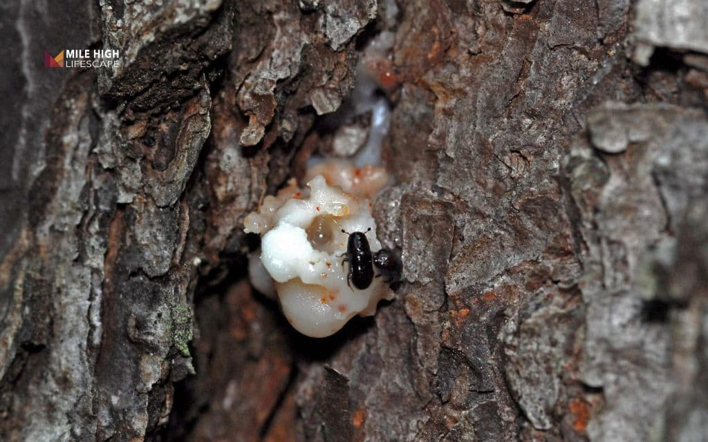 Pine tree pests: Bark beetles