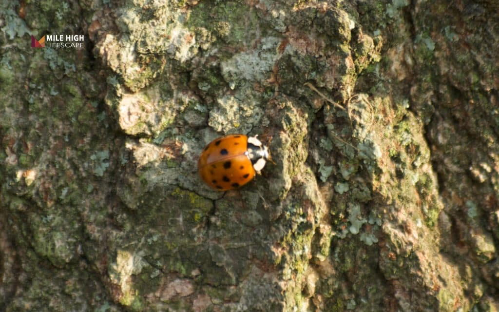 Bugs on tree - Beneficial insects: Not every bug needs to go