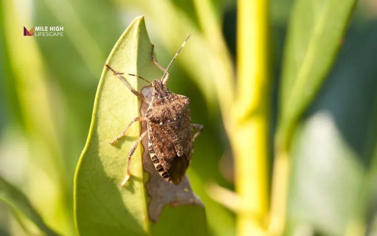 Bugs on tree