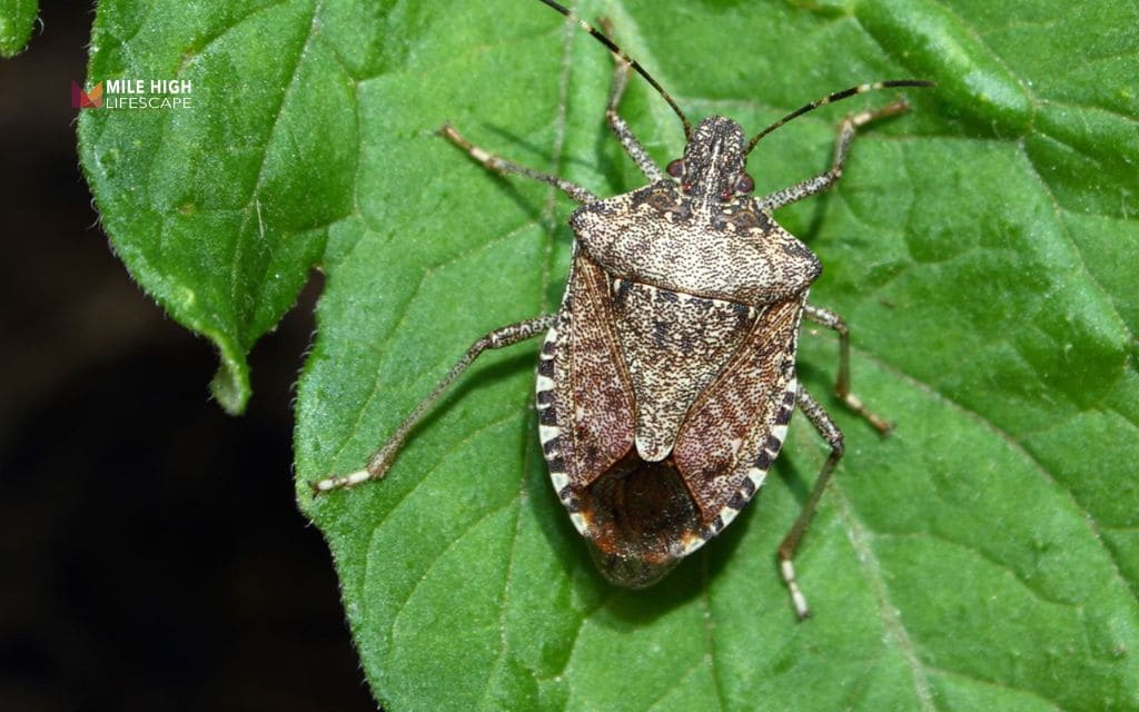 Bugs on tree: Common signs and symptoms