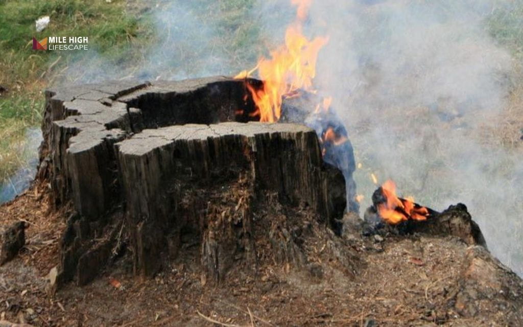 How To Get Rid of Tree Trunks: Burning