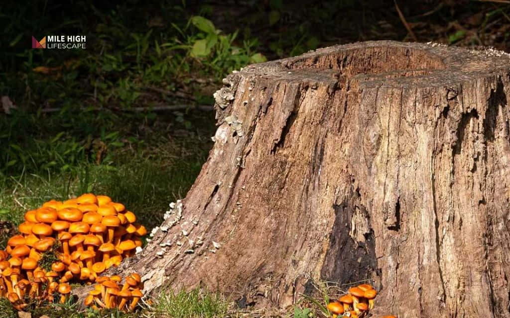 Will a tree stump regrow: Can a tree regrow from a stump?