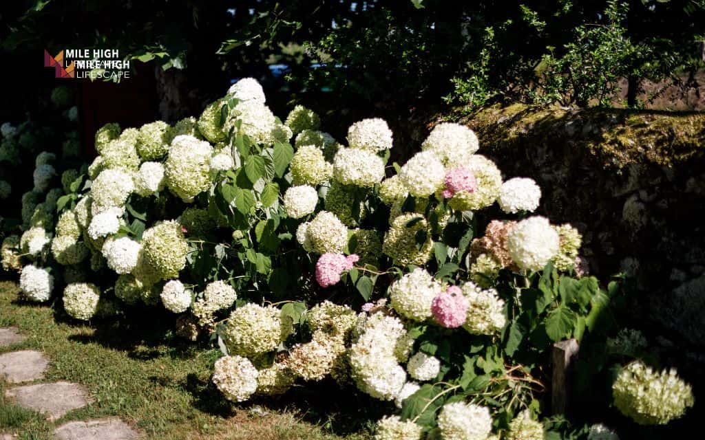 Landscape ideas for front of house: Choose flowering shrubs over annual flowers for the foundation