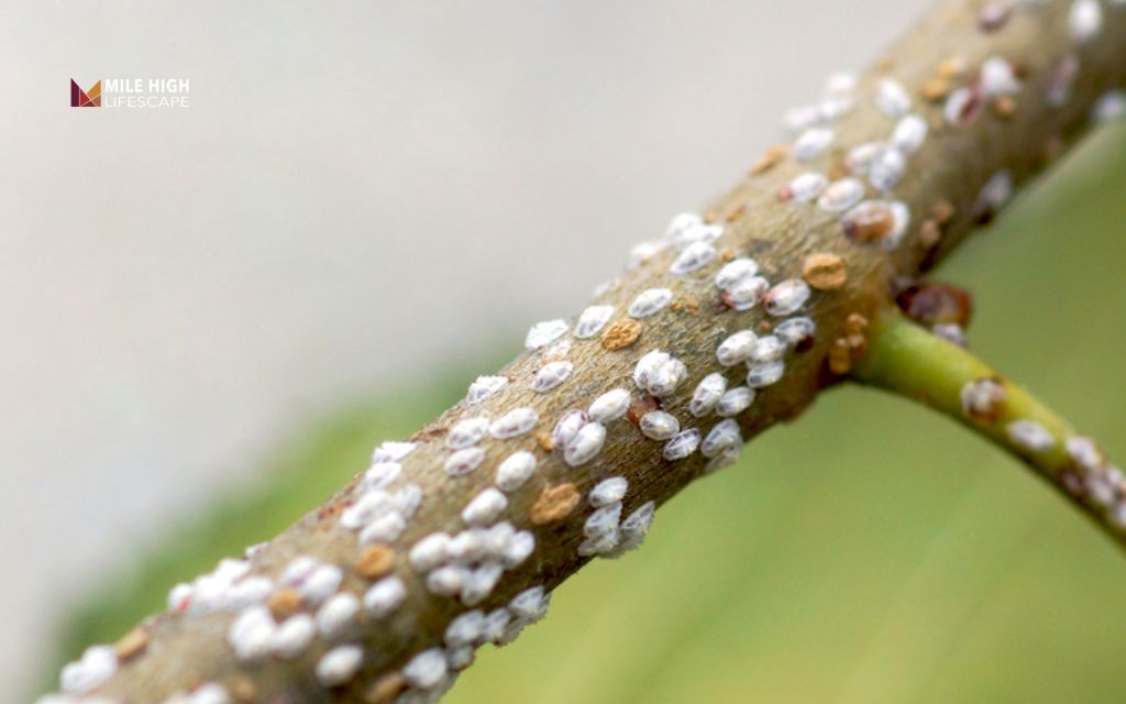 Bugs on tree: Common bugs found on trees