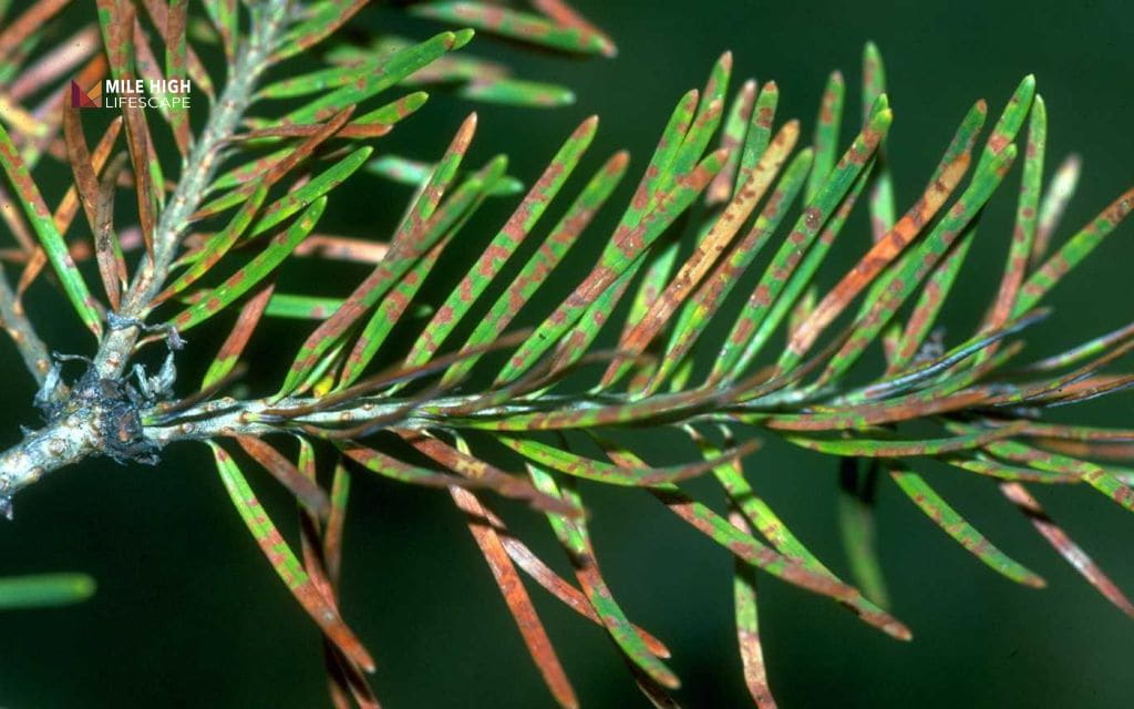 Common evergreen tree disease symptoms