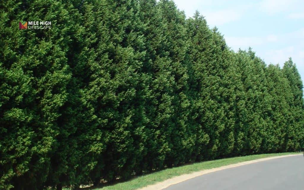 Trim cypress trees: Common mistakes that ruin cypress trees