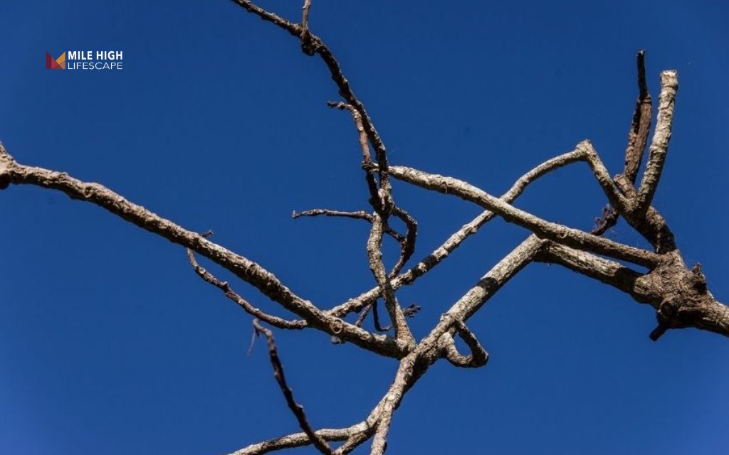 How to tell if a tree is dying: Dead or brittle branches
