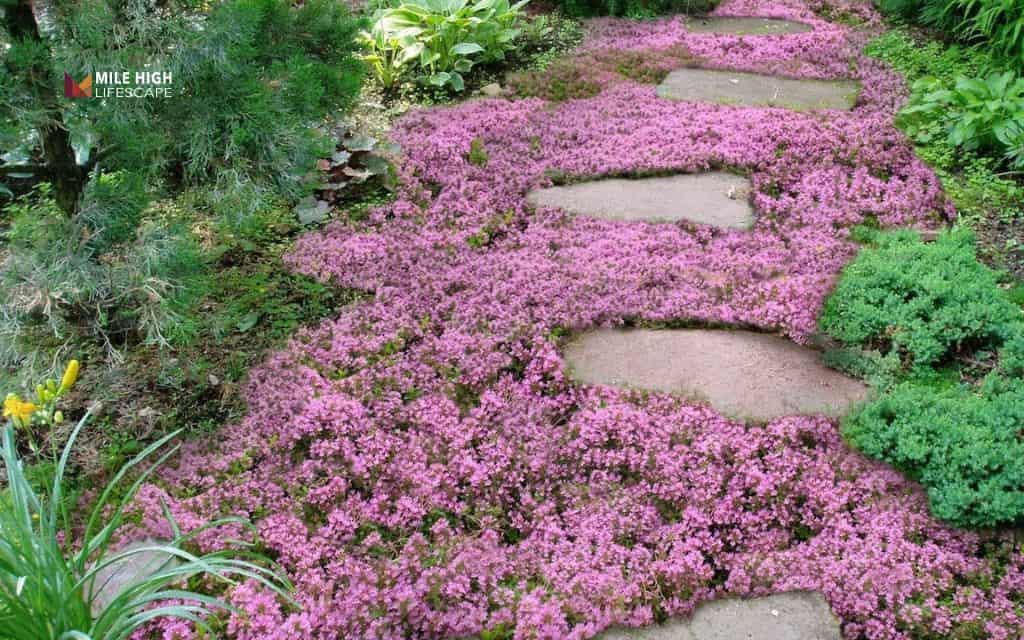 Landscape ideas for front of house: Define space with slow-growing plants