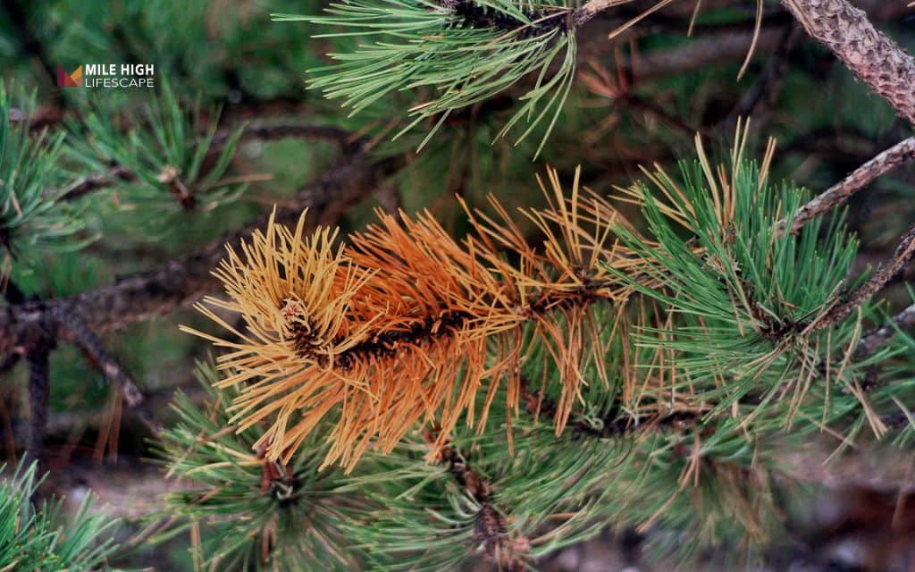 Evergreen tree diseases: Disease or environmental stress?