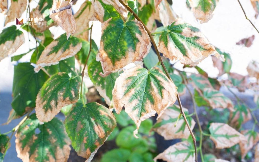 Oak tree diseases - Disease or stress: What's really wrong with your oak
