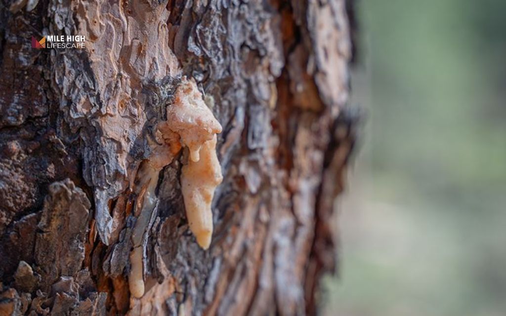 Pine tree pests - Early warning signs of a pine tree pest infestation