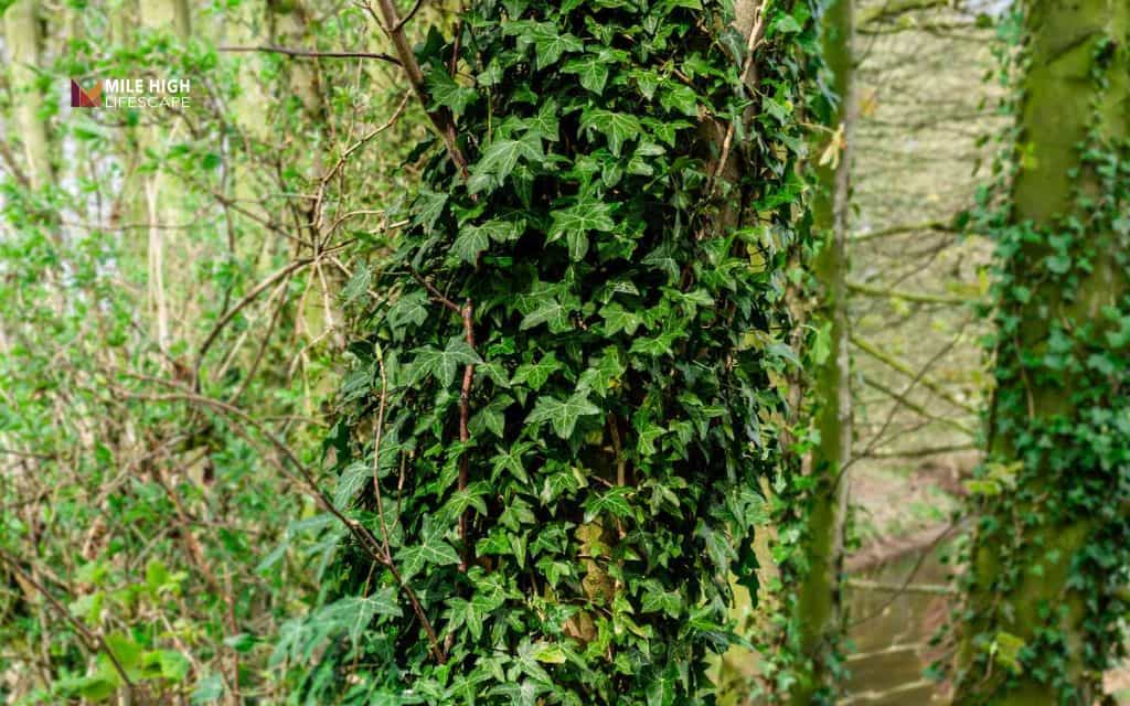 How to remove ivy from ground: English ivy (Hedera helix)