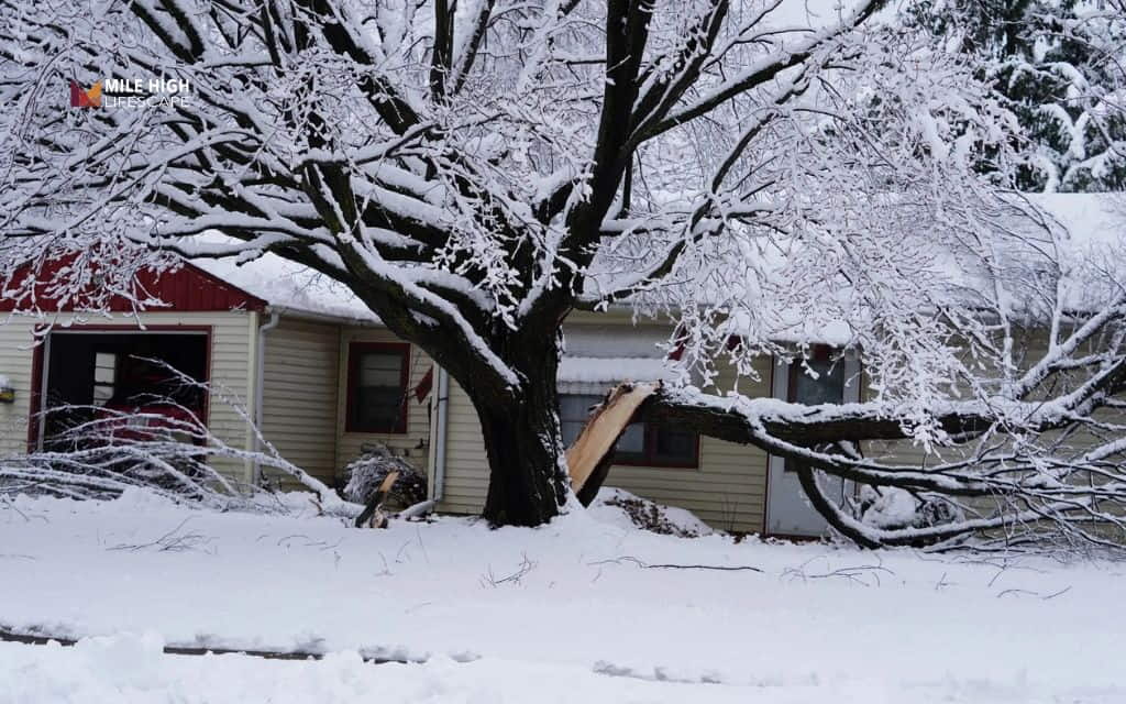 Deadwood tree :Environmental stress
