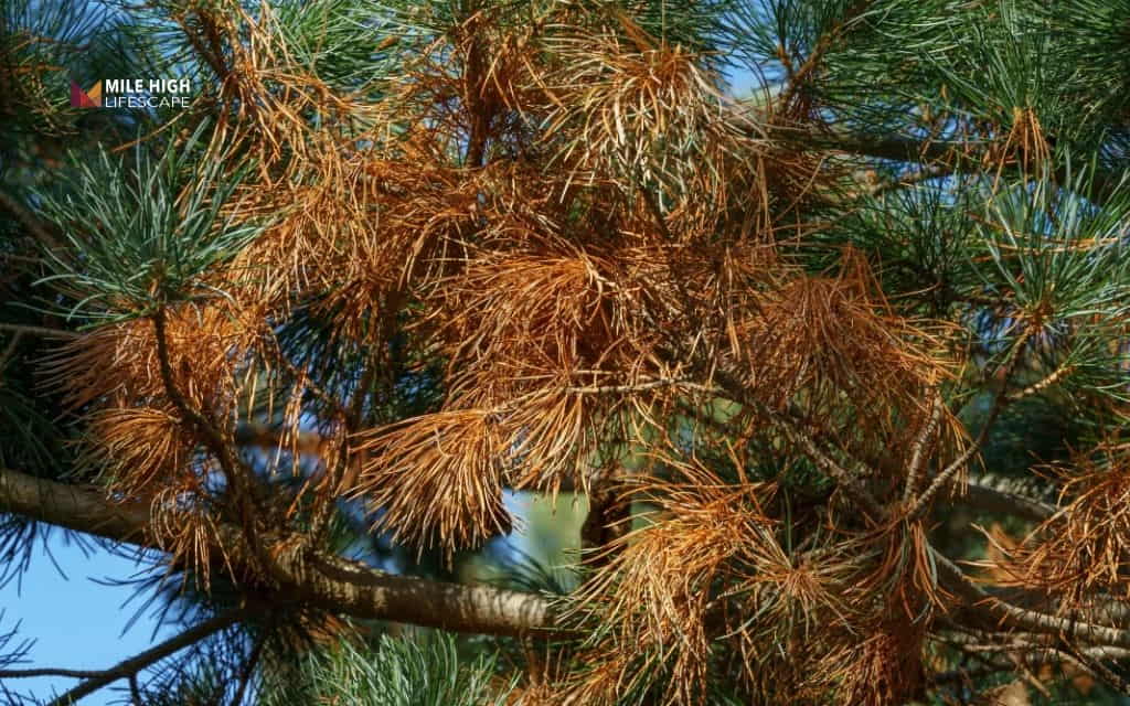 Evergreen tree disease treatment