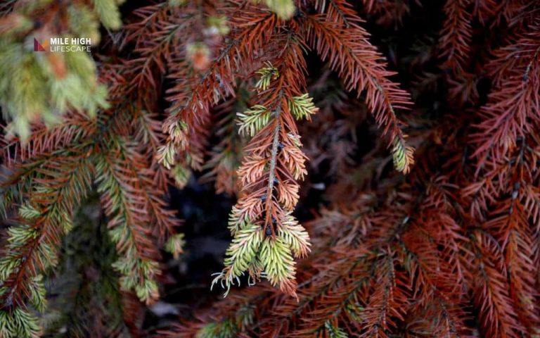 Evergreen tree diseases: symptoms and solutions