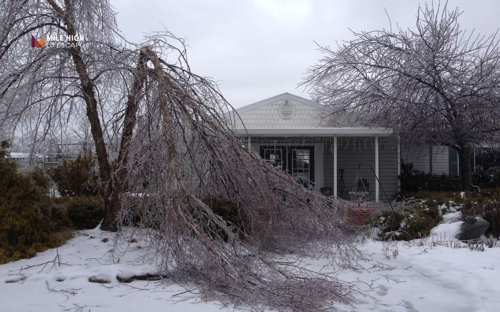 Tree removal after ice storm: First steps after an ice storm