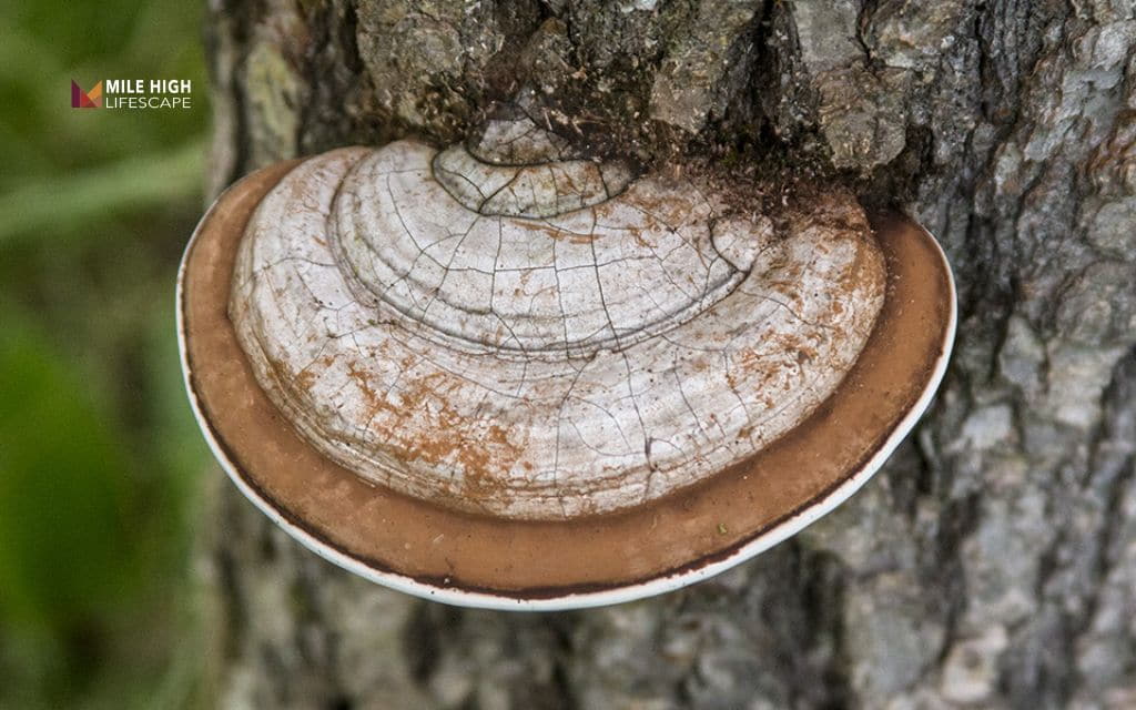 Evergreen tree diseases: Fungal decay
