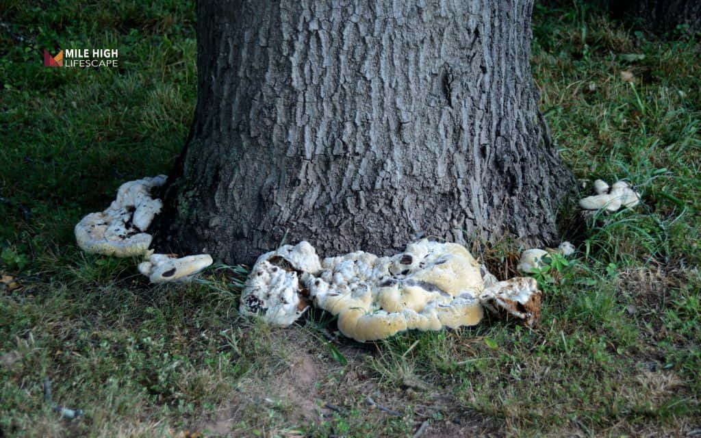 How to tell if a tree is dying: Fungal growth at the base or trunk