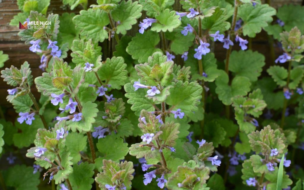 How to remove ivy from ground: Ground ivy