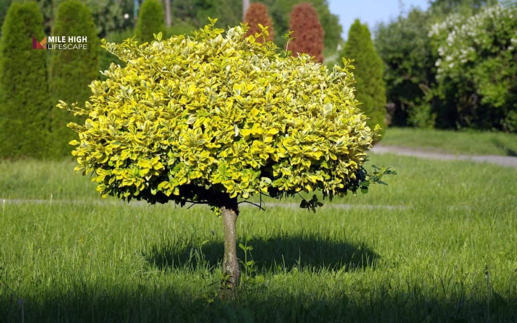 Benefits of trimming trees: Healthier growth and a longer lifespan