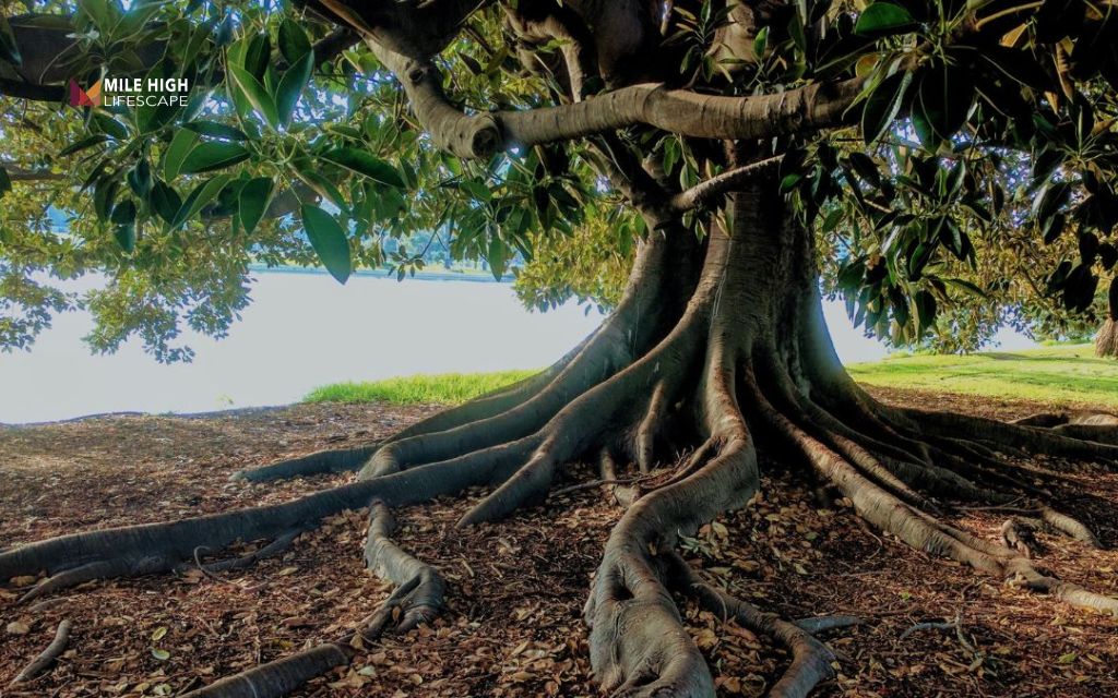 How to choose the right deep rooted tree for your yard