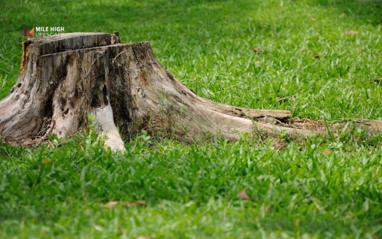 How to get rid of tree stumps
