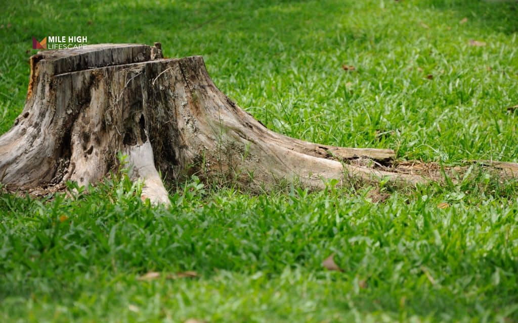 How to get rid of tree stumps