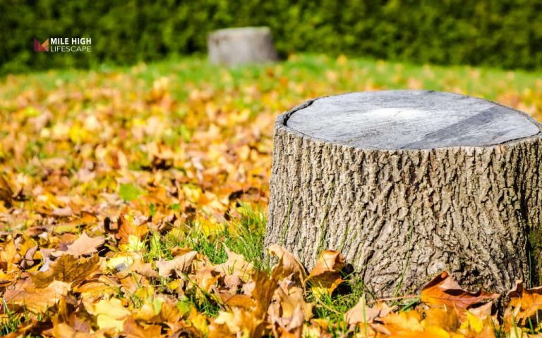 How to get rid of tree trunks: 7 methods that actually work