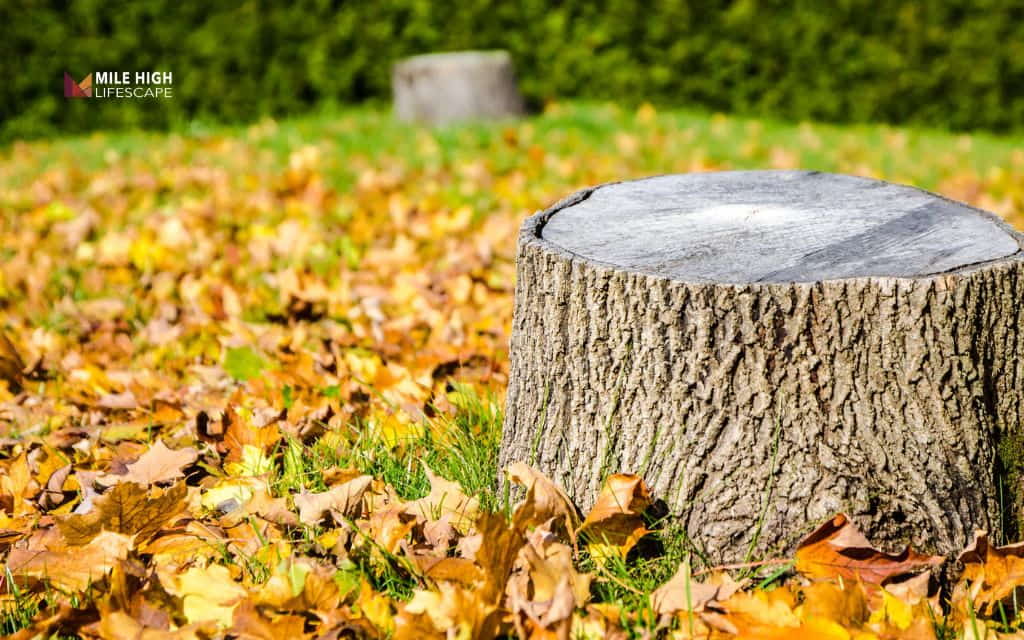 How to get rid of tree trunks: 7 methods that actually work