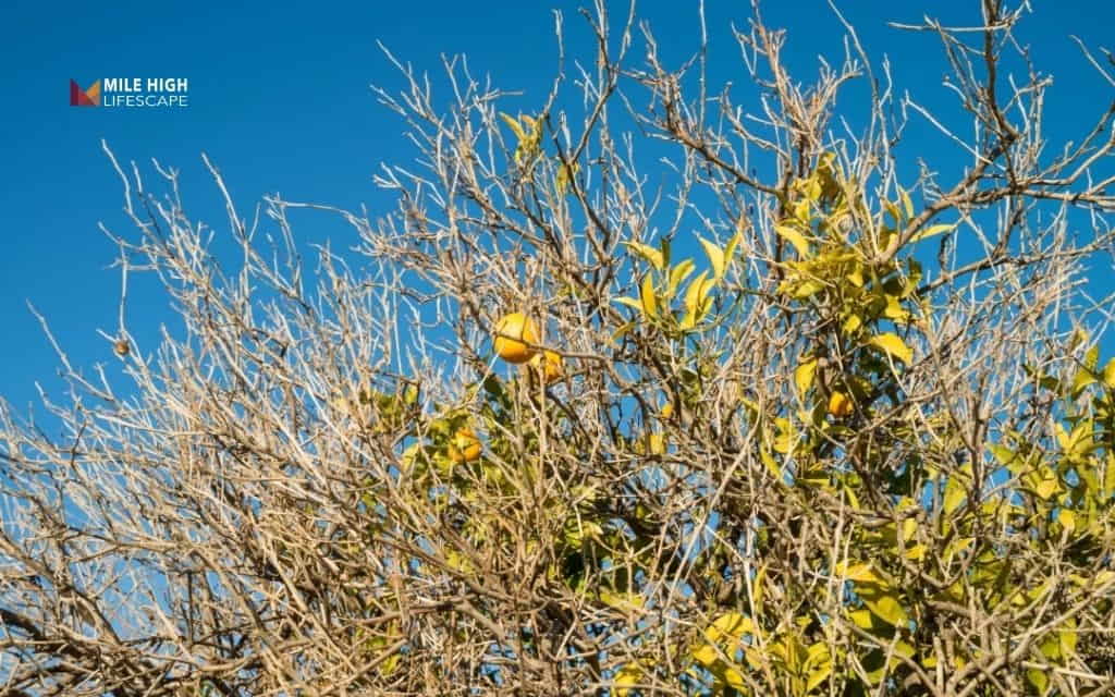 Deadwood tree: How to identify deadwood on a tree