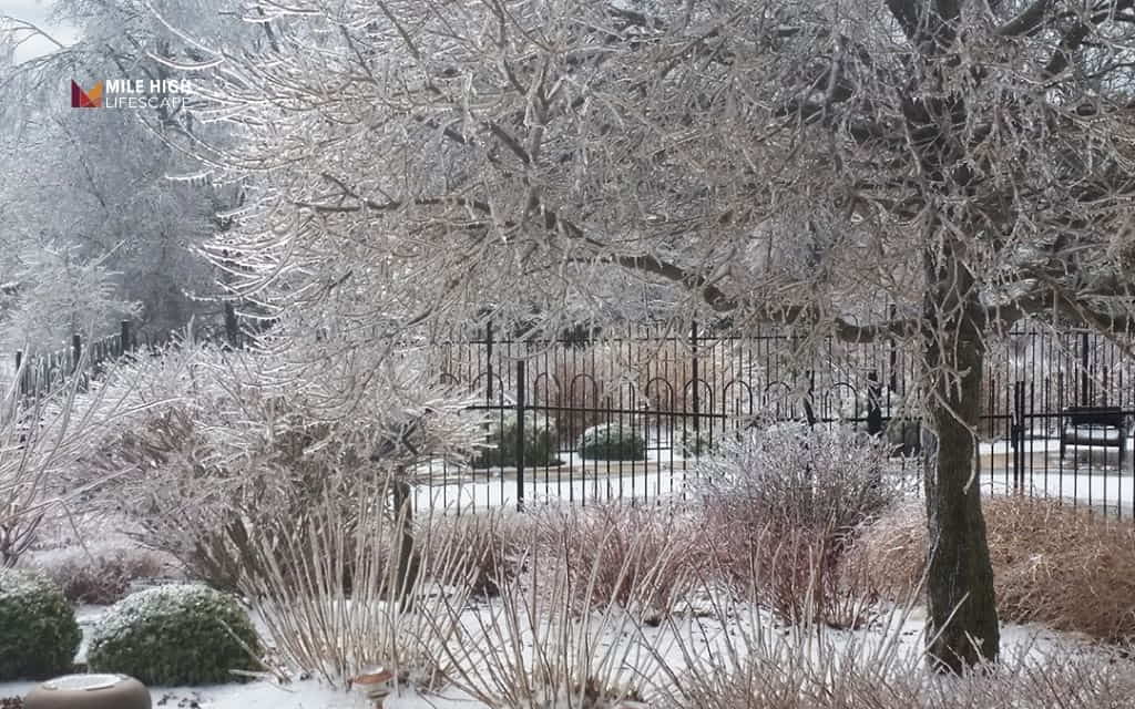 Tree removal after ice storm: How to prevent severe ice storm damage next time