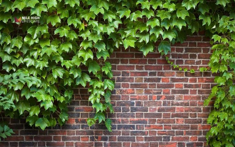 How to remove ivy from ground: How to remove ivy from ground for good: a complete guide