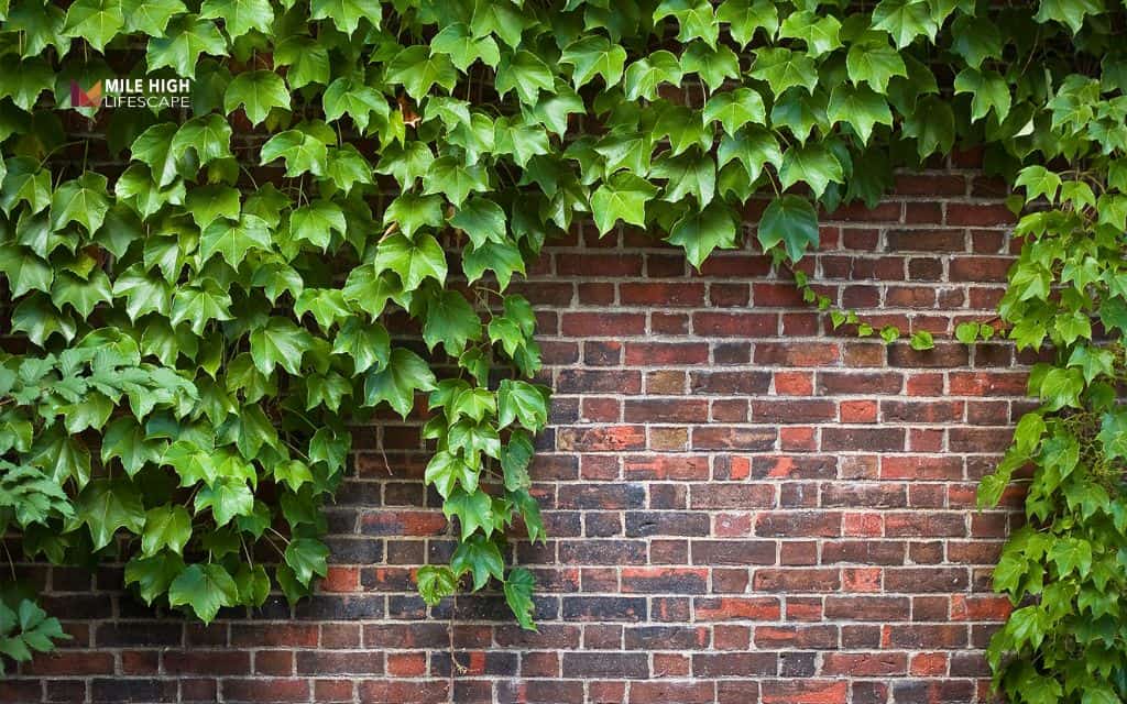 How to remove ivy from ground: How to remove ivy from ground for good: a complete guide