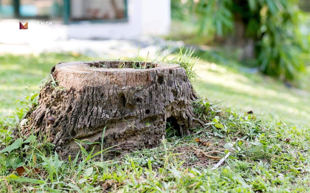 Will a tree stump regrow: How to stop a tree stump from regrowing