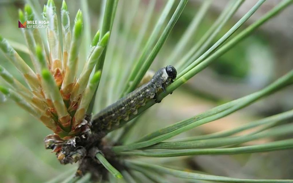 How to stop pine tree pests