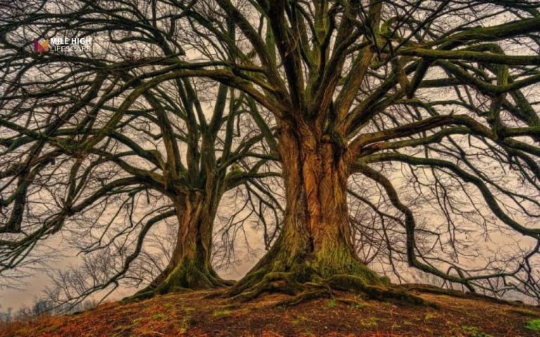 How to tell if a tree is dying