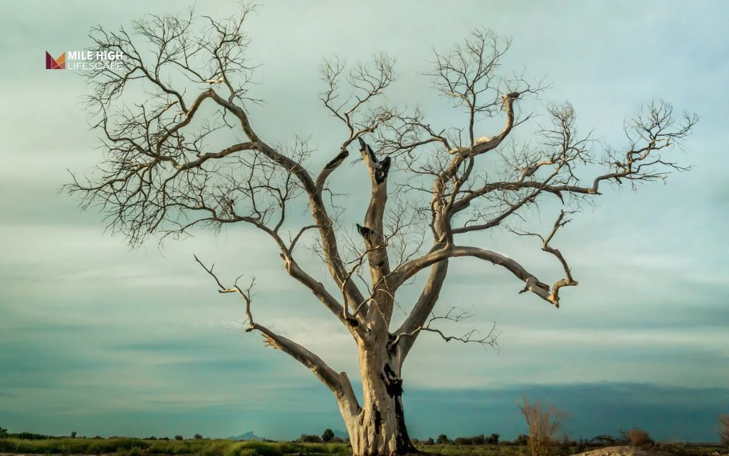 How to tell if a tree is dying versus dormant or stressed
