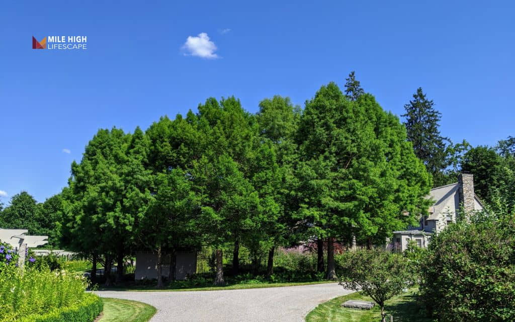 Trim cypress trees - How to trim cypress trees: A step-by-step guide